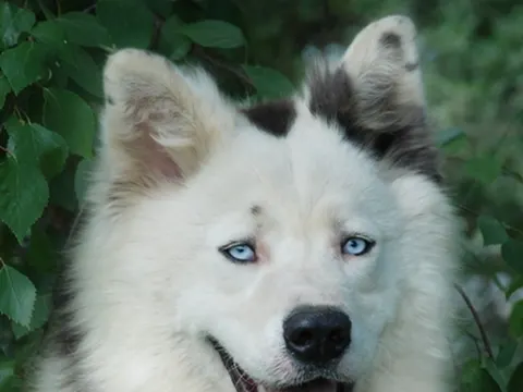 Yakutian Laika in zijaanzicht