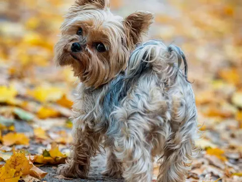 Yorkshire Terrier staat alert in het gras buiten in natuurlijk daglicht, met zijn lange zijdeachtige vacht
